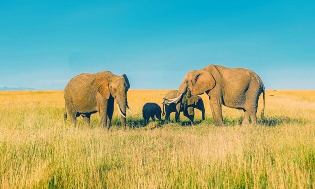 Elephant Guides Of Nepal